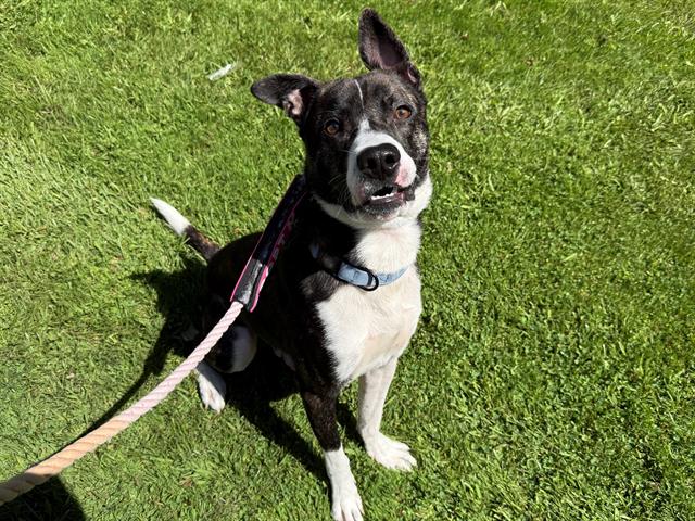 adoptable Dog in Antioch, CA named STRATOCASTER