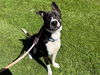 adoptable Dog in antioch, CA named STRATOCASTER