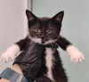adoptable Cat in antioch, CA named GREEN