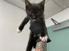 adoptable Cat in antioch, CA named VIOLET