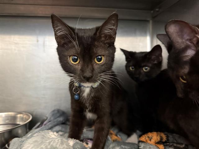 adoptable Cat in Antioch, CA named VIOLET