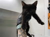 adoptable Cat in antioch, CA named RED