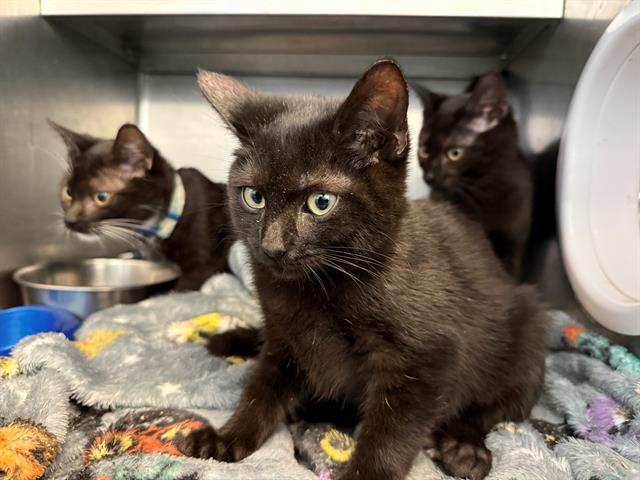 adoptable Cat in Antioch, CA named RED