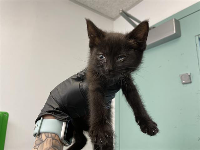 adoptable Cat in Antioch, CA named BLUE