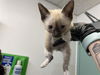 adoptable Cat in antioch, CA named YELLOW