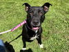 adoptable Dog in antioch, CA named HARMONY