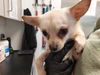 adoptable Dog in antioch, CA named MUSIC