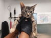 adoptable Cat in  named EXPRESSION