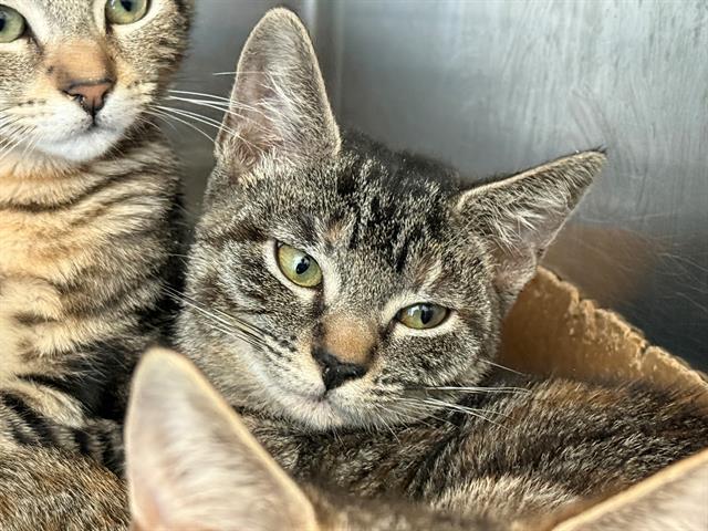 adoptable Cat in Antioch, CA named EXPRESSION