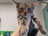 adoptable Cat in  named FIDDLERMAN