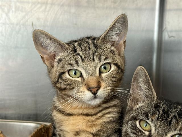 adoptable Cat in Antioch, CA named FIDDLERMAN