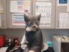 adoptable Cat in  named STEINWAY