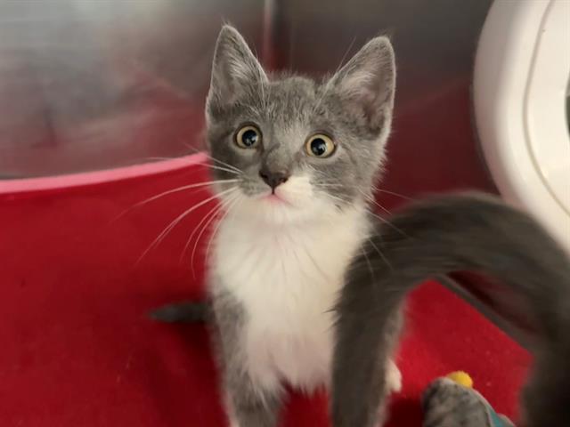 adoptable Cat in Antioch, CA named STEINWAY