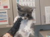adoptable Cat in  named STRANDBERG