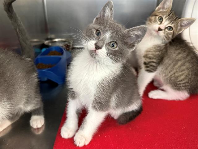 adoptable Cat in Antioch, CA named STRANDBERG