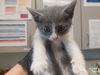 adoptable Cat in  named ZITHER