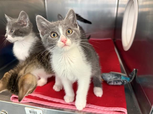 adoptable Cat in Antioch, CA named ZITHER