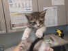 adoptable Cat in  named OBERHEIM