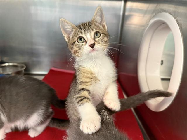 adoptable Cat in Antioch, CA named OBERHEIM