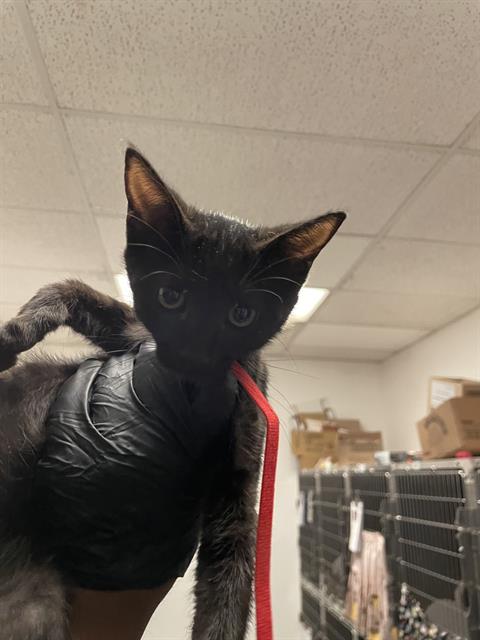 adoptable Cat in Antioch, CA named RHYTHM