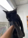 adoptable Cat in  named ERNIE BALL