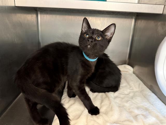 adoptable Cat in Antioch, CA named ERNIE BALL