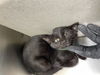 adoptable Cat in  named IBANES