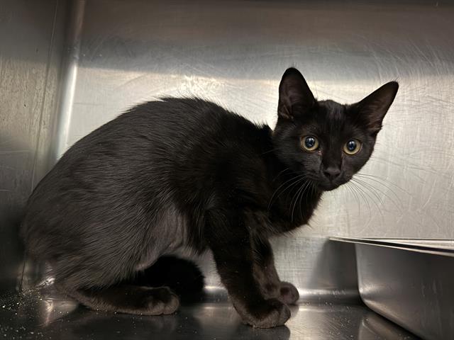adoptable Cat in Antioch, CA named IBANES
