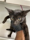 adoptable Cat in  named DW