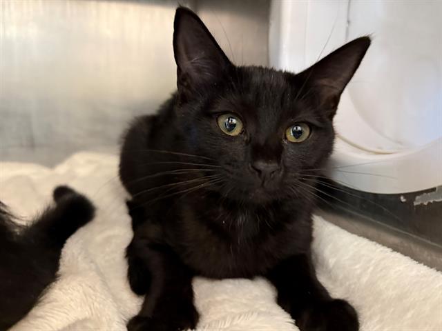 adoptable Cat in Antioch, CA named DW