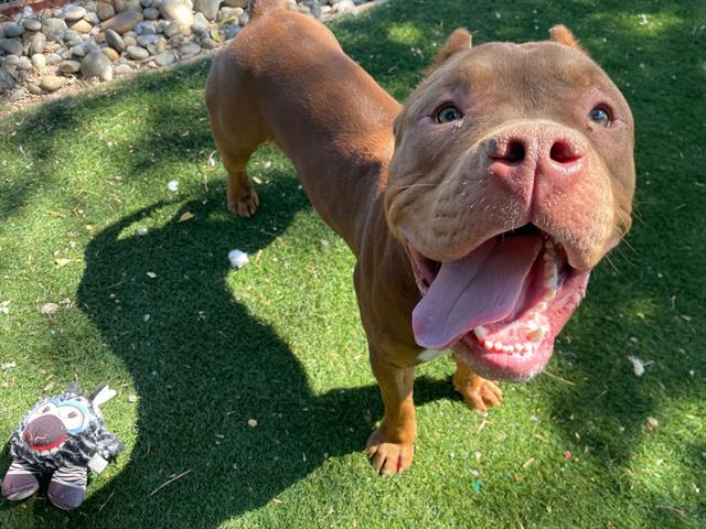 adoptable Dog in Antioch, CA named SECURITY