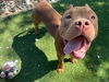 adoptable Dog in  named SECURITY