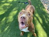 adoptable Dog in  named MISTER