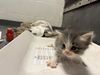 adoptable Cat in  named THEREMIN