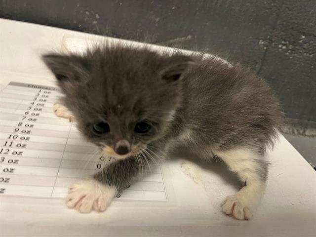 adoptable Cat in Antioch, CA named CASTINETS