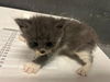 adoptable Cat in  named CASTINETS