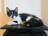 adoptable Cat in  named SPOONS