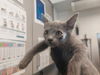 adoptable Cat in  named SEAGULL