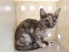 adoptable Cat in  named PIANOFORTE