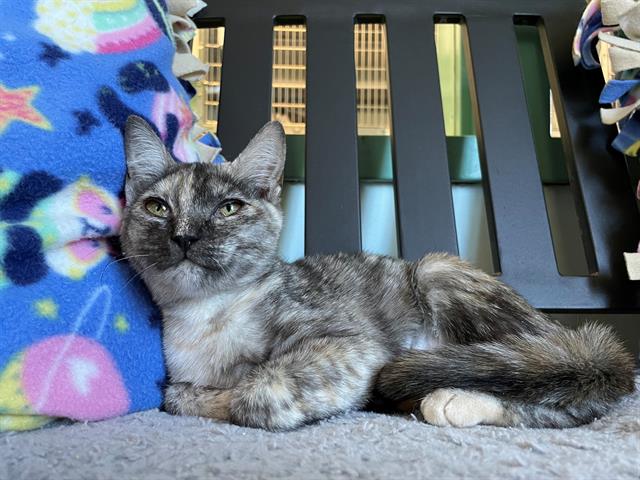 adoptable Cat in Antioch, CA named PIANOFORTE