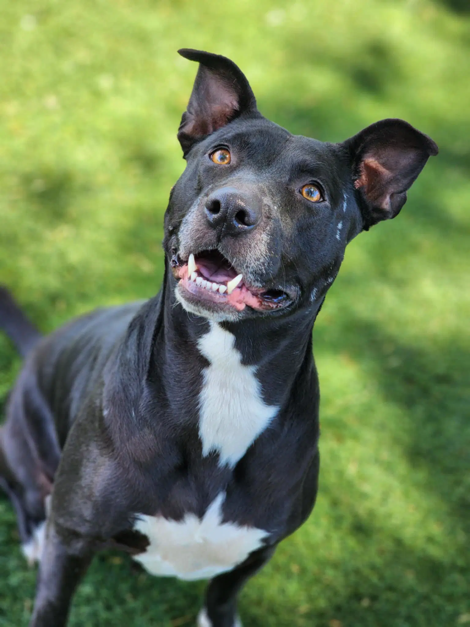 Harmony - Pit Bull Terrier