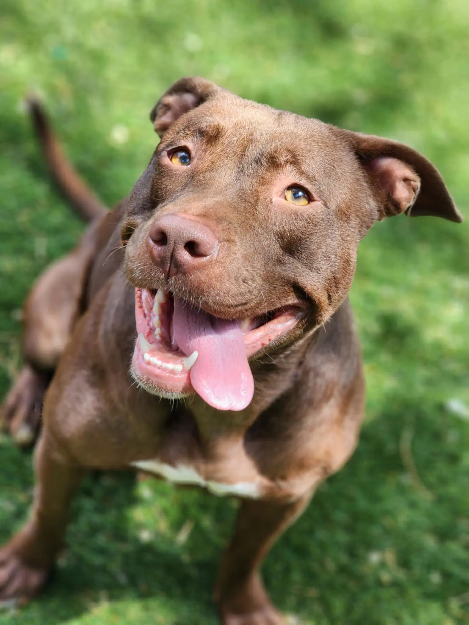 Acappela - Pit Bull Terrier