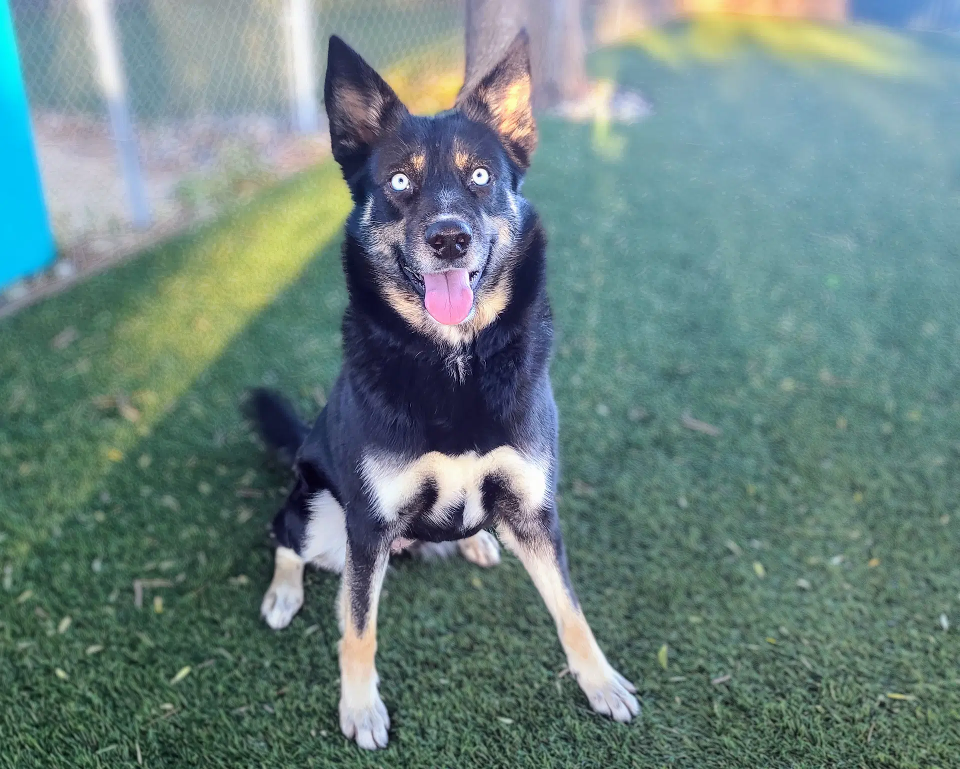 Zumba - Siberian Husky