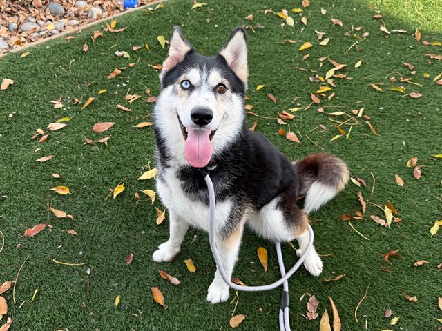 Siberian Husky