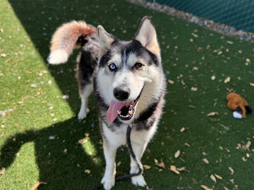 LILA, an adoptable Siberian Husky in Antioch, CA