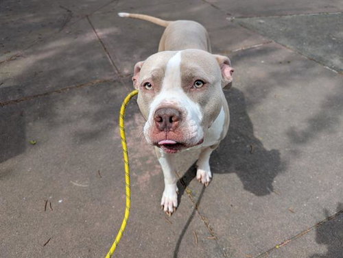 FAMOUS STAR, an adoptable Pit Bull Terrier in Antioch, CA