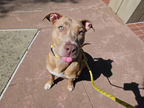 DELLA, an adoptable Pit Bull Terrier in Antioch, CA