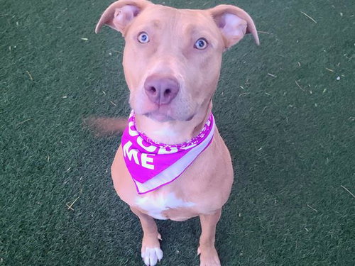 picture of the dog needing adoption