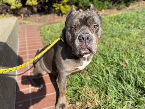 PAPA JOHN, an adoptable Pit Bull Terrier in Antioch, CA
