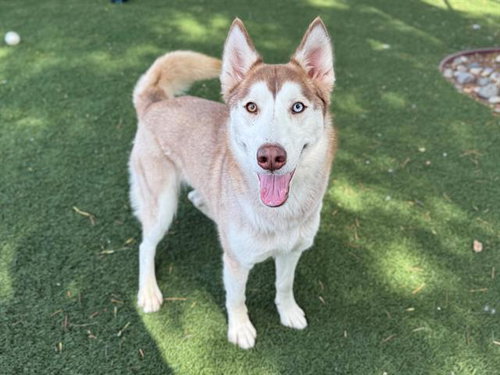 VENTI, an adoptable Siberian Husky in Antioch, CA